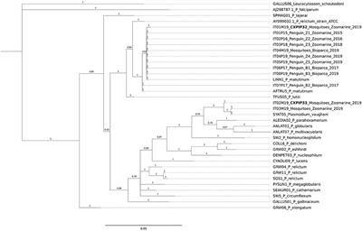 Plasmodium matutinum Transmitted by Culex pipiens as a Cause of Avian Malaria in Captive African Penguins (Spheniscus demersus) in Italy